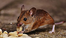 24 Hour & Emergency Exterminators in Fenwood, WI